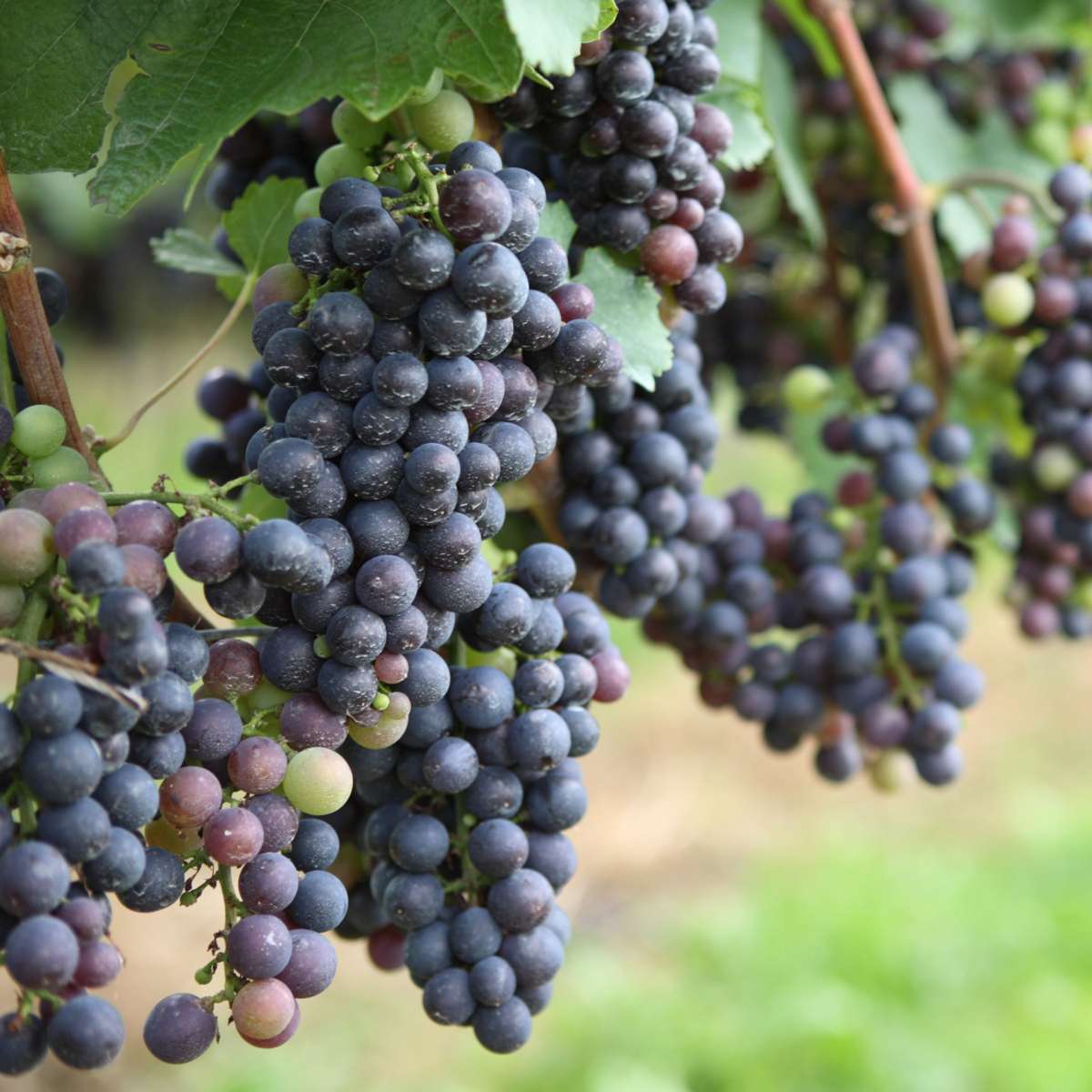 Fruit Trees Traubenpflanze - 3 Stk - Vitis Vinifera - Höhe 25-40Cm - ⌀9Cm