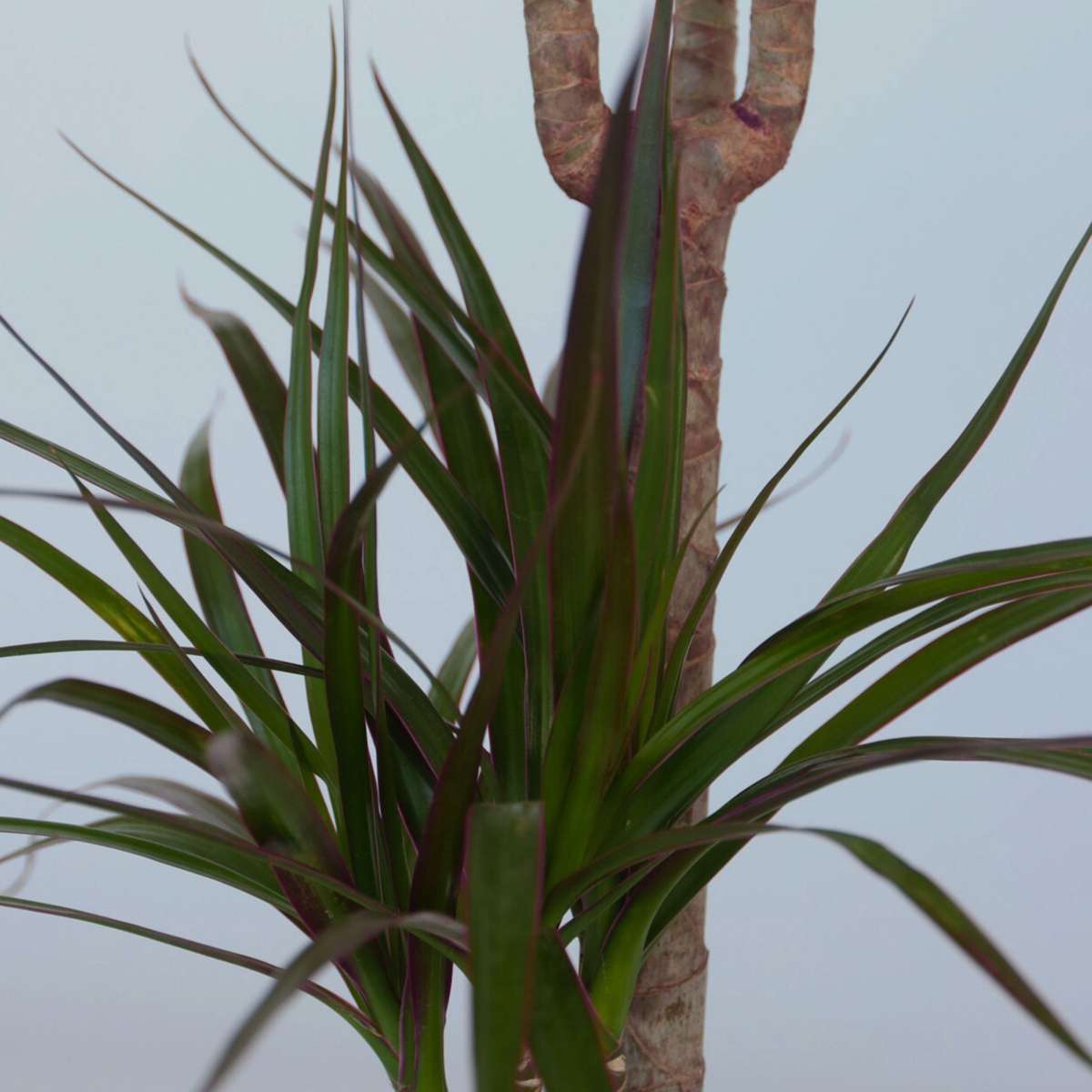 Dracaena Drachenbaum - 4 Stk - Dracaena Marginata - Höhe 70-80Cm - ⌀17Cm