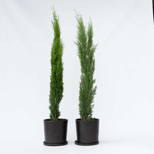 Hedge Plants Mittelmeer-Zypresse - 2 Stk - Cupressus Sempervirens - Höhe 70-80Cm - ⌀19Cm