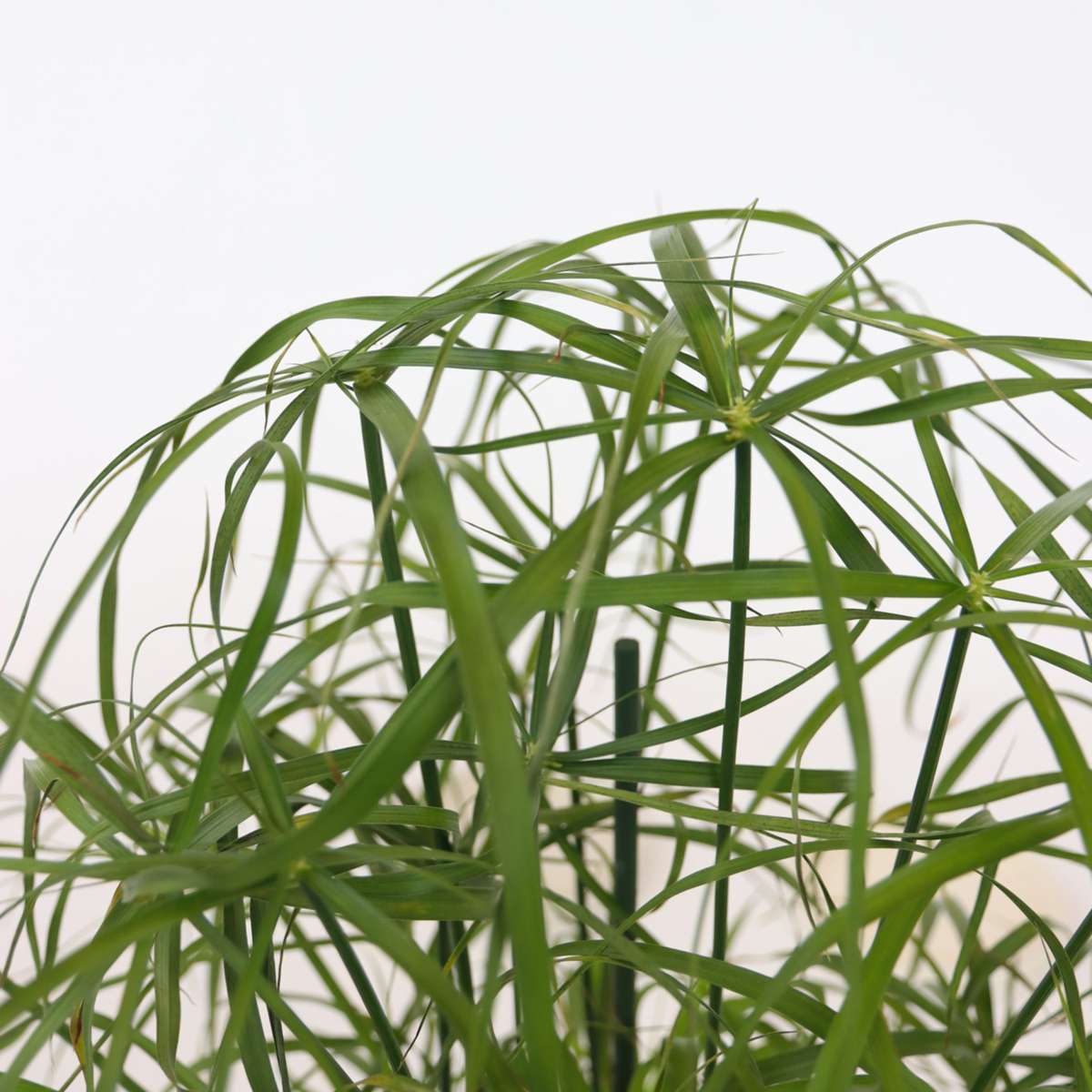 Other Green Houseplants Regenschirm Segge - 4 Stk - Cyperus Alternifolius - Höhe 40-50Cm - ⌀14Cm
