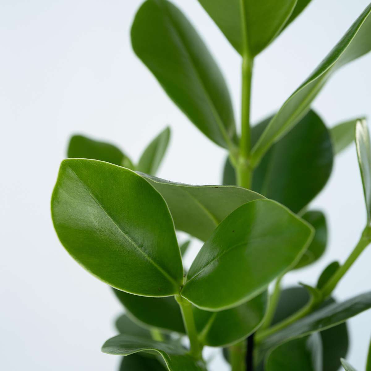 Other Green Houseplants Balsamapfel - 4 Stk - Clusia Rosea 'Princess' - Höhe 25-35Cm - ⌀12Cm