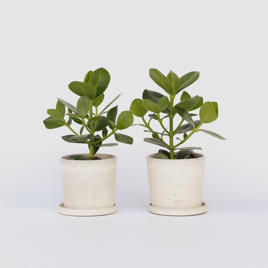 Clusia Balsamapfel - 2 Stk - Clusia Rosea 'Princess' - Höhe 25-35Cm - ⌀12Cm