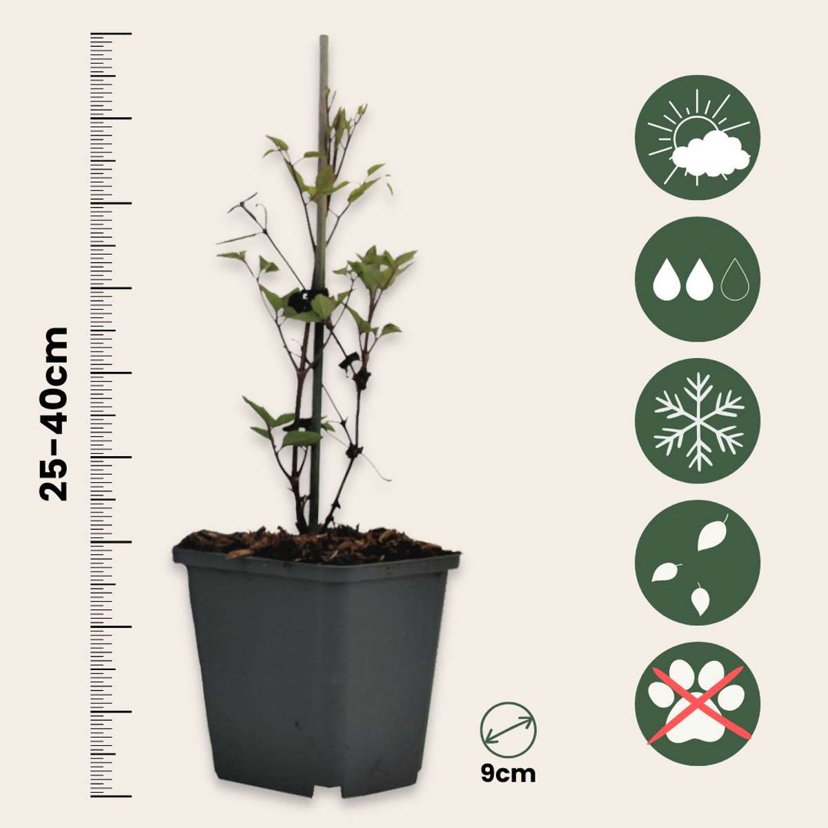 Climbers Klematis - 6 Stk - Clematis Hybrid - Höhe 25-40Cm - ⌀9Cm