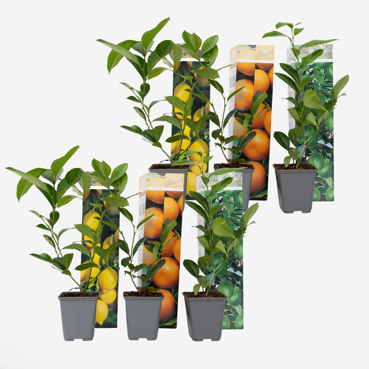 Fruit Trees Zitruspflanzenmischung - 6 Stk - Citrus Limon - Höhe 25-40Cm - ⌀9Cm