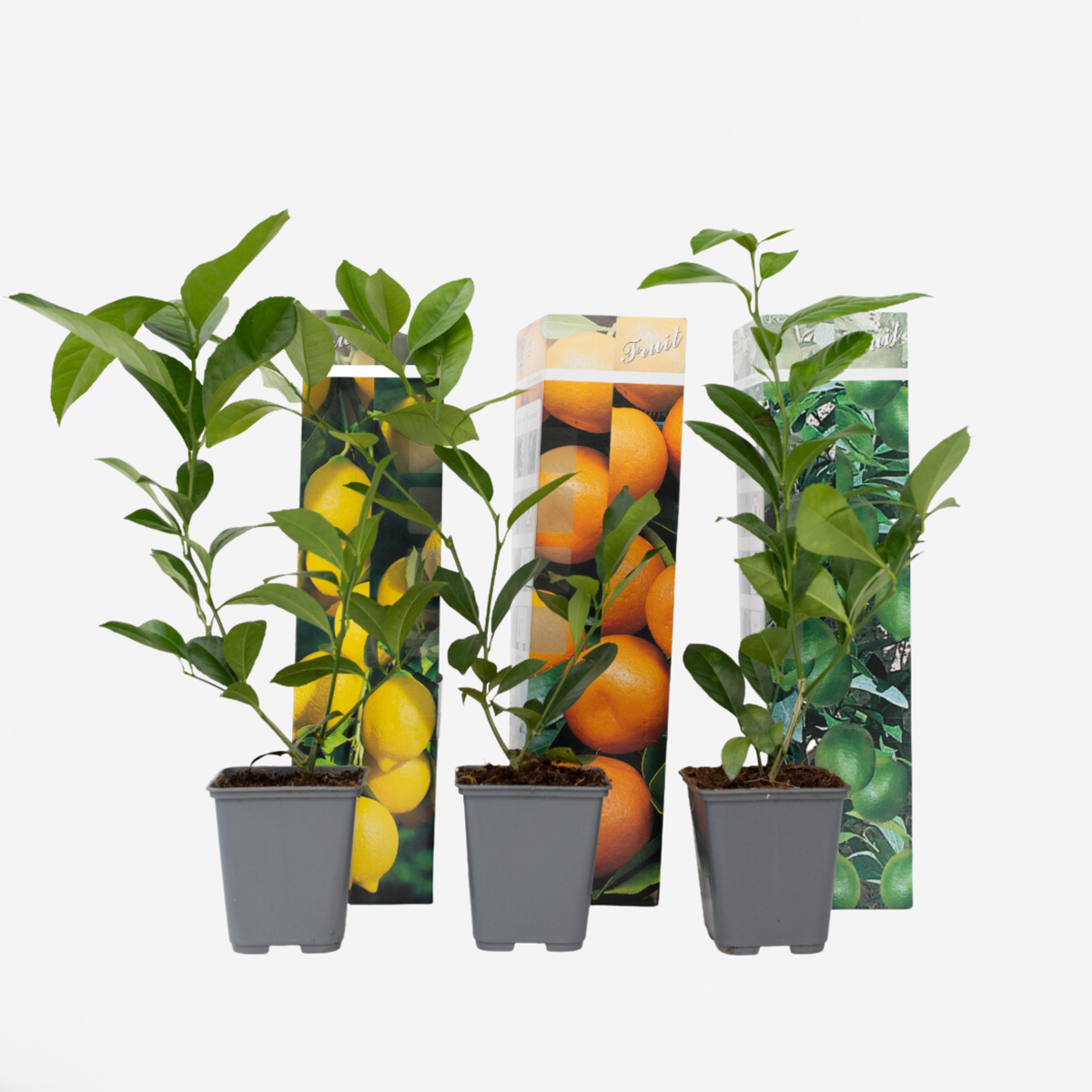 Fruit Trees Zitruspflanzenmischung - 3 Stk - Citrus Limon - Höhe 25-40Cm - ⌀9Cm
