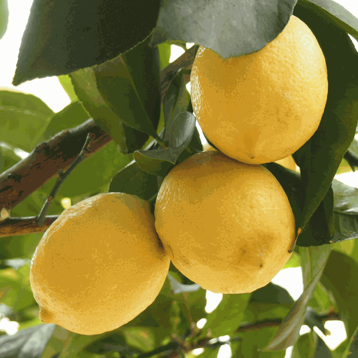 Fruit Trees Zitronenbaum - 2 Stk - Citrus Limon - Höhe 60-70Cm - ⌀19Cm