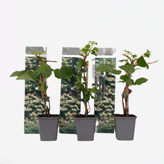 Hydrangea Hortensie - 3 Stk - Hydrangea Anomale Petiolaris - Höhe 25-40Cm - ⌀9Cm