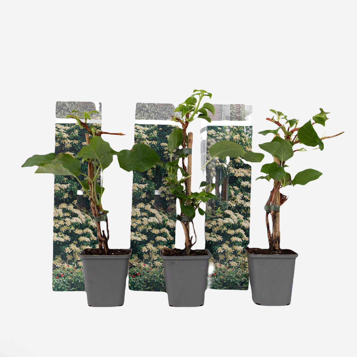 Hydrangea Hortensie - 3 Stk - Hydrangea Anomale Petiolaris - Höhe 25-40Cm - ⌀9Cm