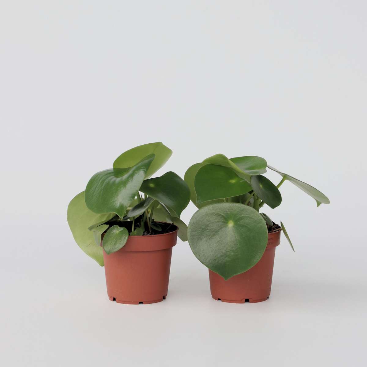 Other Green Houseplants Großblättrige Zierpfeffer - 2 Stk - Peperomia Polybotrya - Höhe 20-30Cm - ⌀12Cm