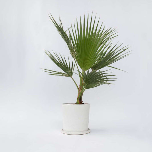 Garden Palms Mexikanische Fächerpalme - Washingtonia Robusta - Höhe 70-90Cm - ⌀21Cm