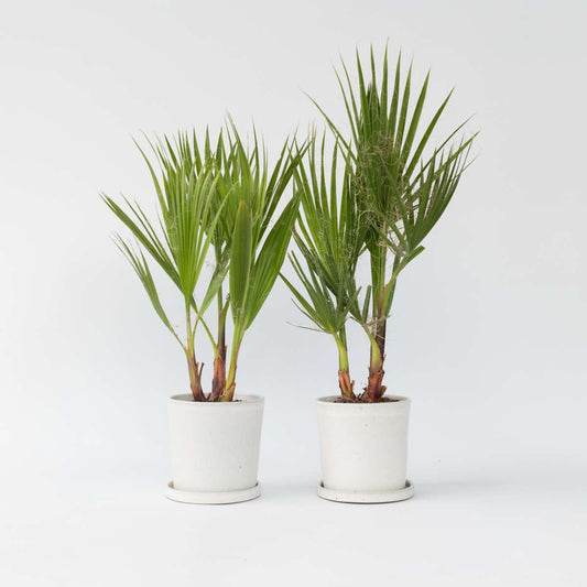 Garden Palms Mexikanische Fächerpalme - 2 Stk - Washingtonia Robusta - Höhe 50-60Cm - ⌀15Cm