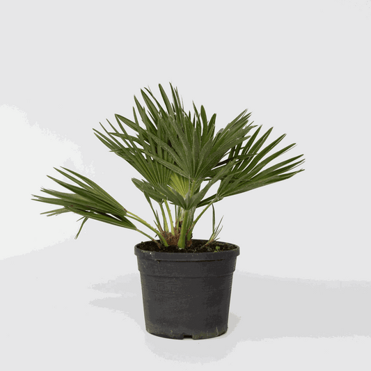 Garden Palms Vulkan Zwergpalme - Chamaerops 'Vulcano' - Höhe 35-45Cm - ⌀19Cm
