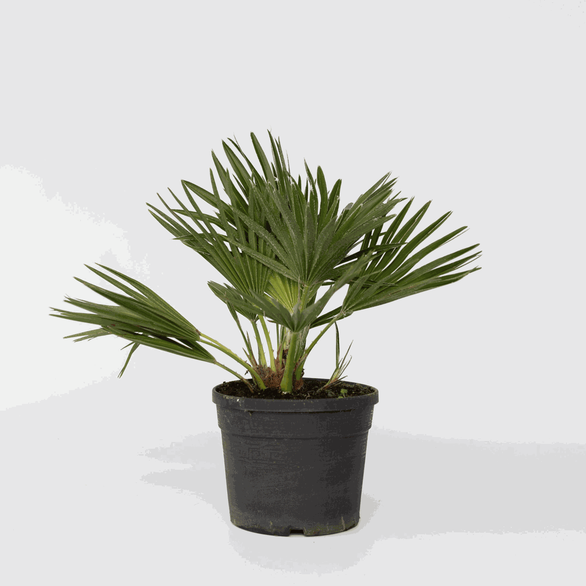 Garden Palms Vulkan Zwergpalme - Chamaerops 'Vulcano' - Höhe 35-45Cm - ⌀19Cm