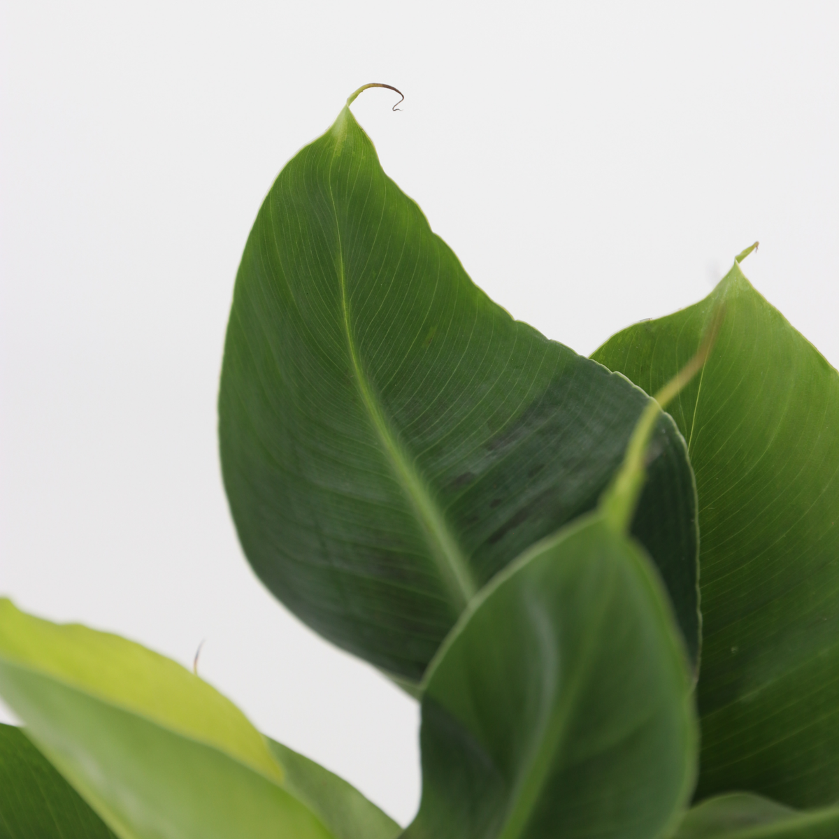 Other Green Houseplants Trendig Grüne Zimmerpflanzen - 4 Stk - Höhe 25-40Cm - ⌀12Cm