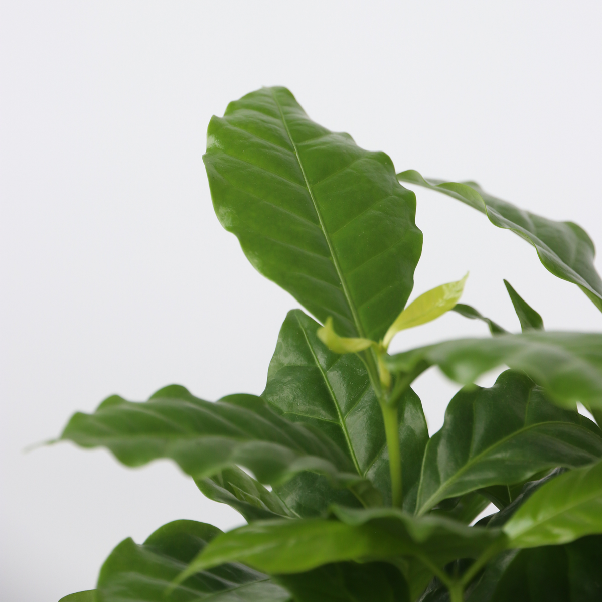 Other Green Houseplants Trendig Grüne Zimmerpflanzen - 4 Stk - Höhe 25-40Cm - ⌀12Cm