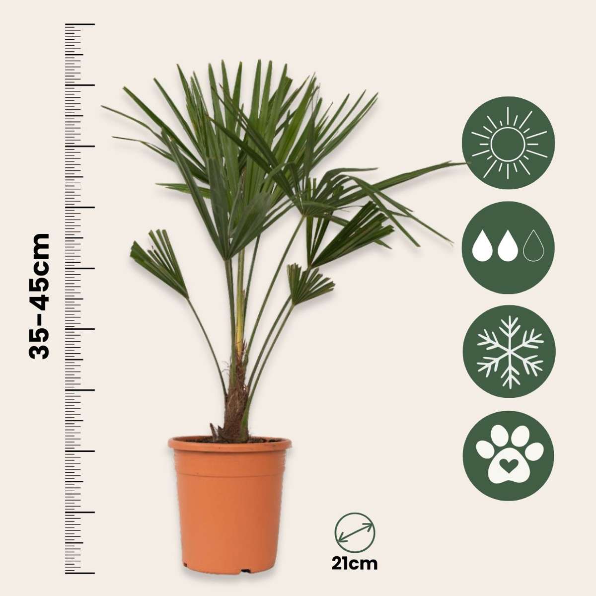 Garden Palms Chinesische Hanfpalme - 2 Stk - Trachycarpus Fortunei - Höhe 65-75Cm - ⌀21Cm