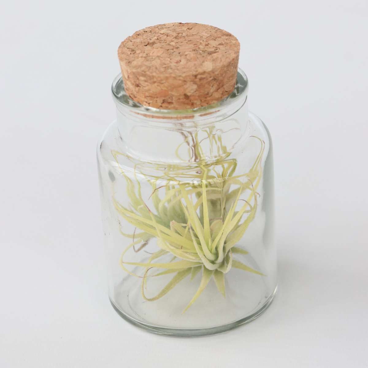 Tillandsia Tillandsien In Glasflaschen - 3 Stk - Tillandsia - Höhe 5-15Cm - ⌀5Cm