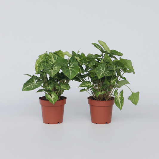 Other Green Houseplants Purpurtute - 2 Stk - Syngonium Podophyllum 'Pixie' - Höhe 25-40Cm - ⌀12Cm