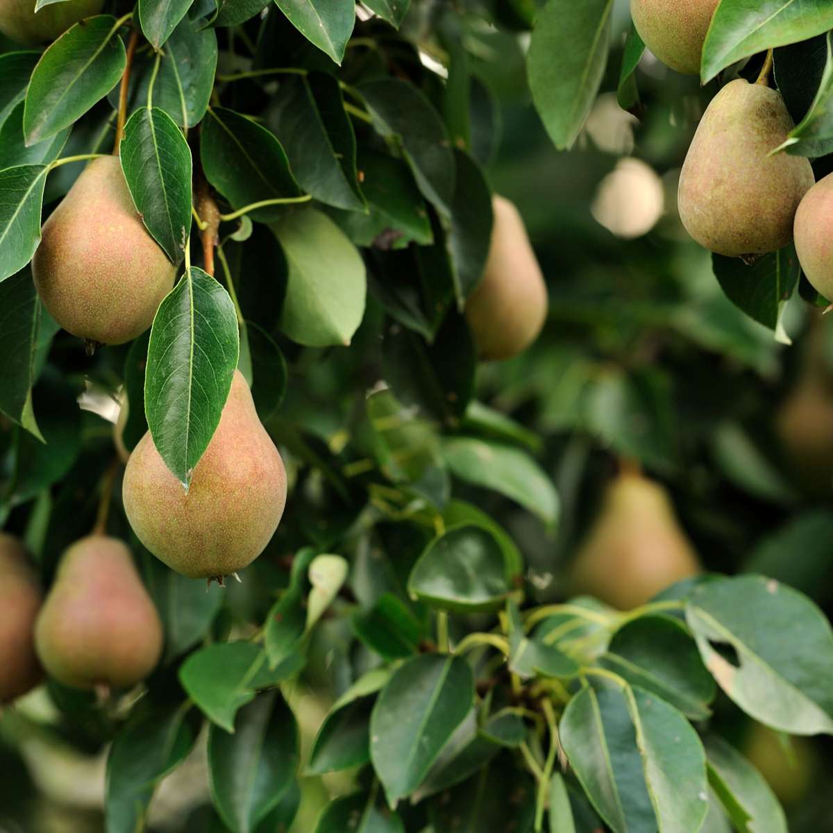 Fruit Trees Fruchtsäulen - 3 Stk - Apfel, Birne - Höhe 60-70Cm - ⌀9Cm