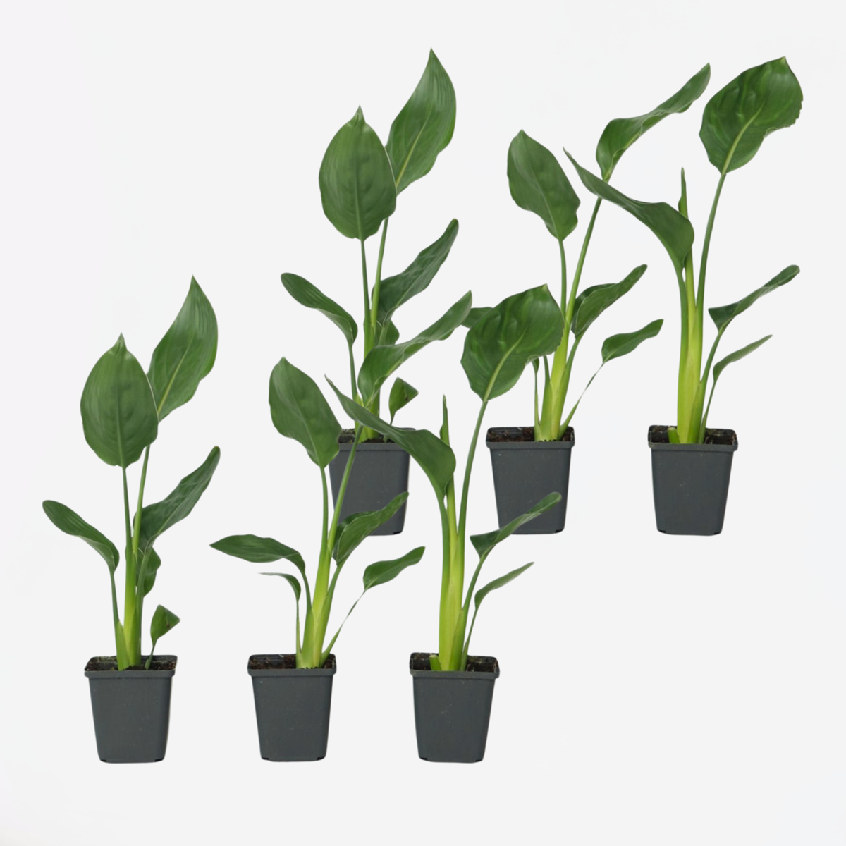 Strelitzia Paradiesvogelblume - 6 Stk - Strelitzie Reginea - Höhe 25-40Cm - ⌀9Cm