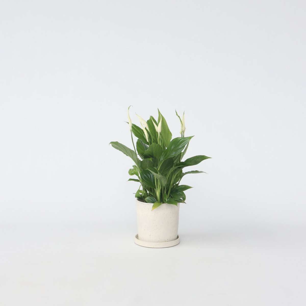 Other Green Houseplants Friedenslilie - Einblatt - Spathiphyllum 'Torelli' - Höhe 30-45Cm - ⌀12Cm