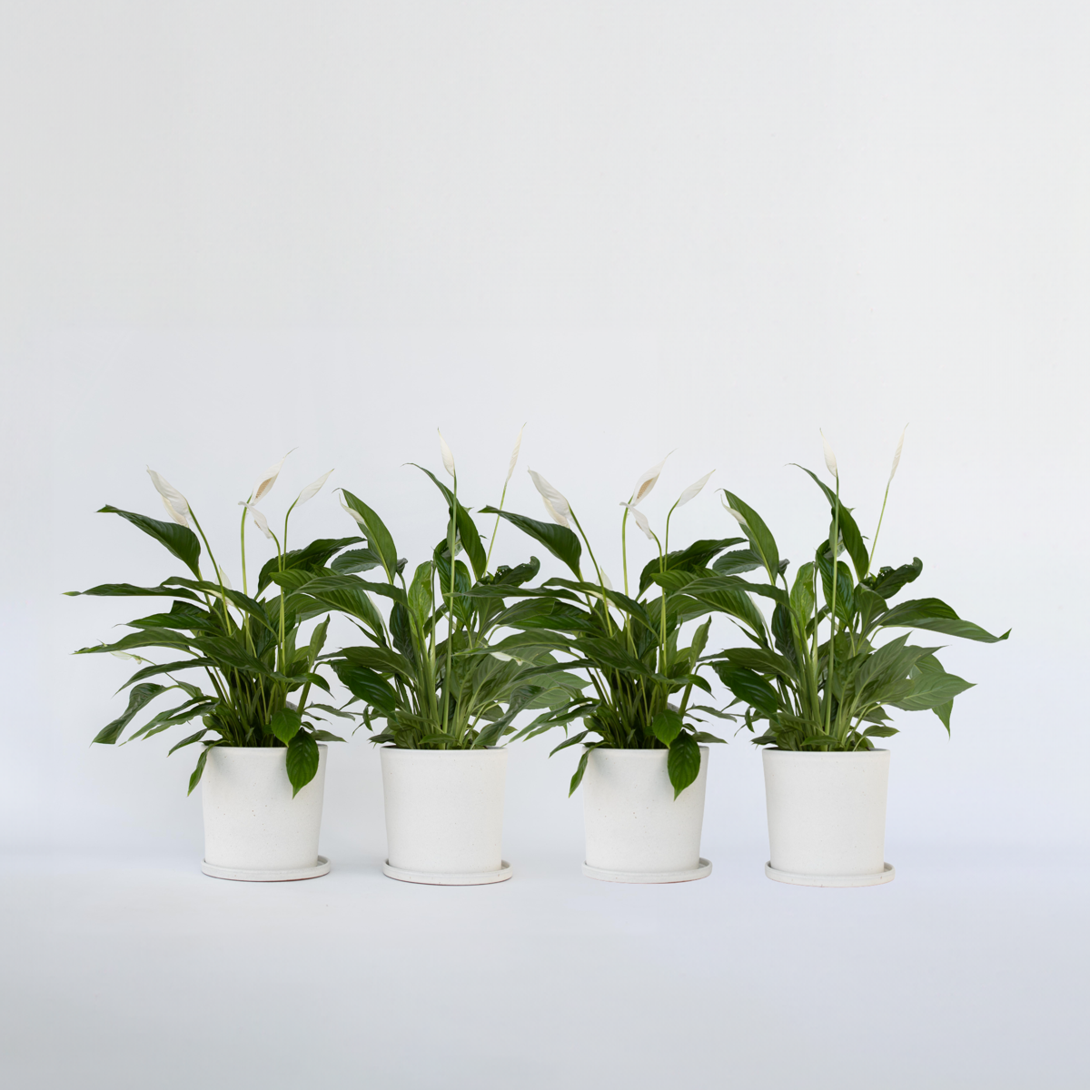 Other Green Houseplants Friedenslilie - Einblatt - 4 Stk - Spathiphyllum 'Lima' - Höhe 60-75Cm - ⌀12Cm