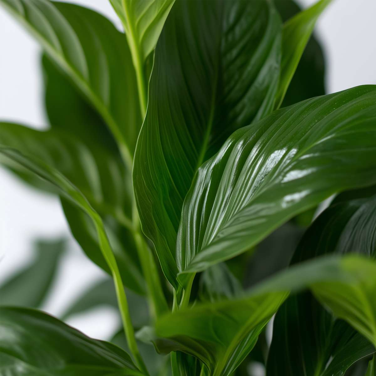 Other Green Houseplants Friedenslilie - Einblatt - 4 Stk - Spathiphyllum 'Lima' - Höhe 60-75Cm - ⌀12Cm