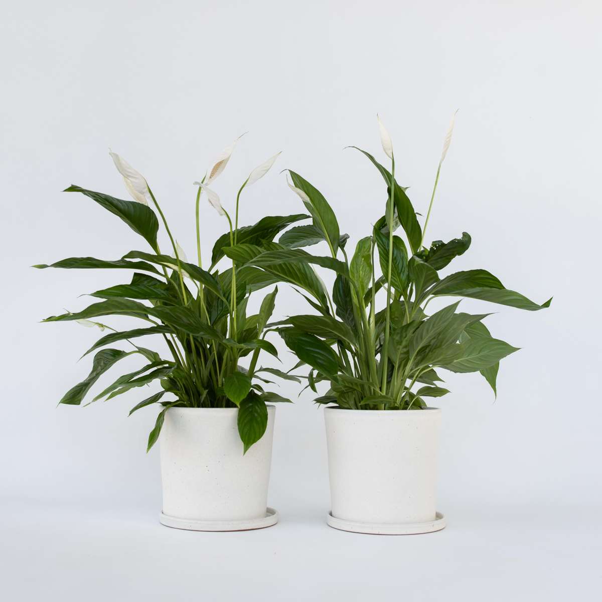 Other Green Houseplants Friedenslilie - Einblatt - 2 Stk - Spathiphyllum 'Lima' - Höhe 60-75Cm - ⌀17Cm