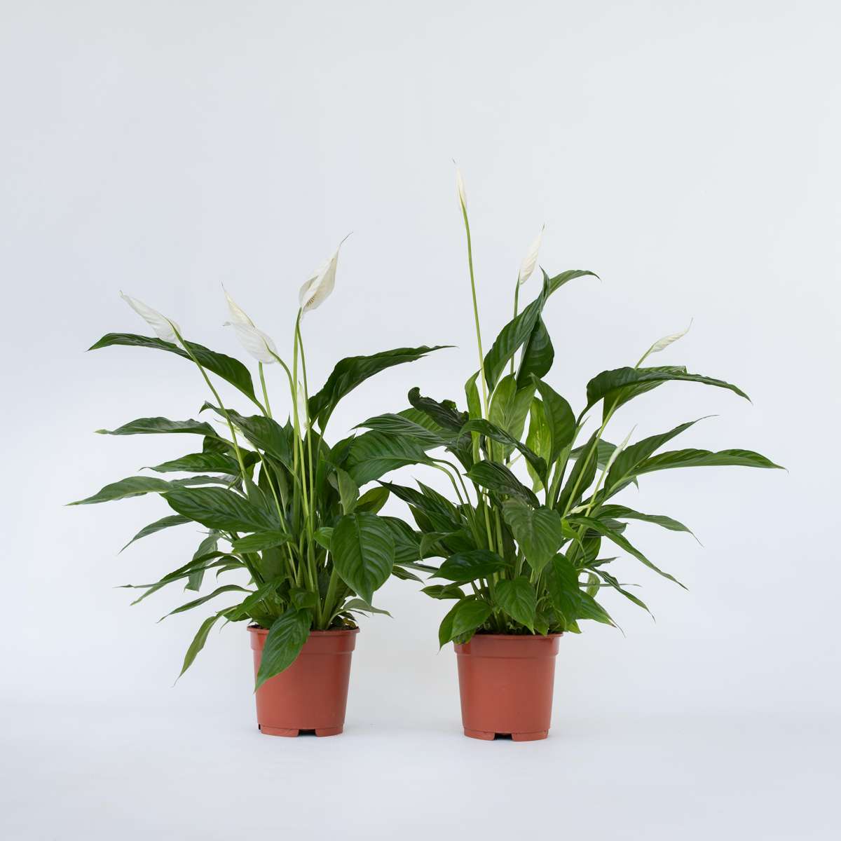 Other Green Houseplants Friedenslilie - Einblatt - 2 Stk - Spathiphyllum 'Lima' - Höhe 60-75Cm - ⌀17Cm