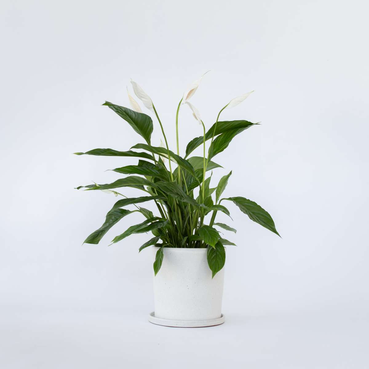 Other Green Houseplants Friedenslilie - Einblatt - Spathiphyllum 'Lima' - Höhe 60-75Cm - ⌀17Cm