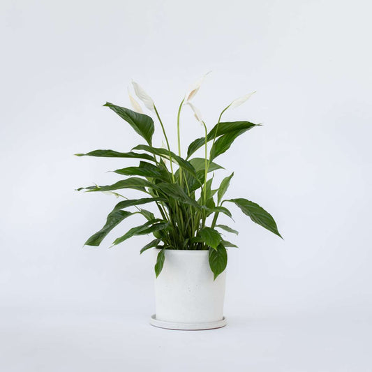 Other Green Houseplants Friedenslilie - Einblatt - Spathiphyllum 'Lima' - Höhe 60-75Cm - ⌀17Cm