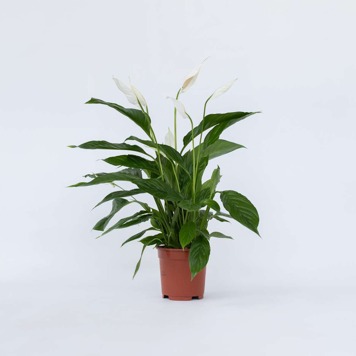 Other Green Houseplants Friedenslilie - Einblatt - Spathiphyllum 'Lima' - Höhe 60-75Cm - ⌀17Cm