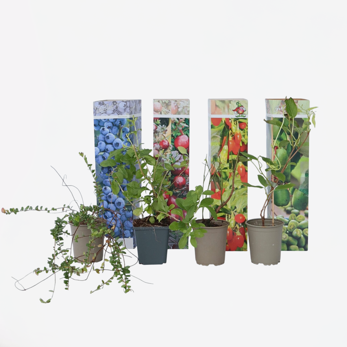 Fruit Trees Mischung Obstpflanzen - 4 Stk - Actinidia Vaccinium Lycium - Höhe 25-40Cm - ⌀9Cm