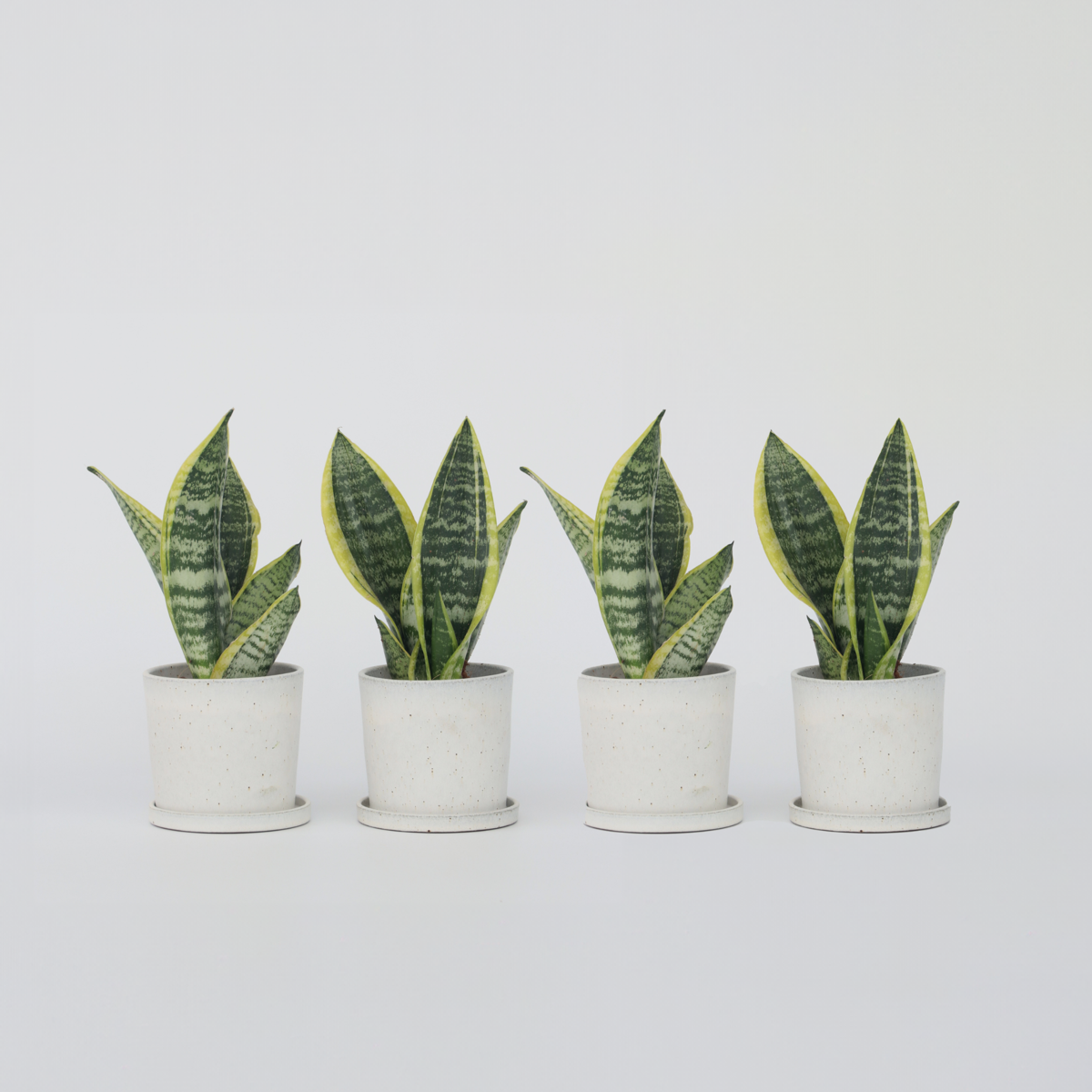 Sansevieria Bogenhanf - 4 Stk - Sansevieria 'Futura Superba' - Höhe 35-40Cm - ⌀12Cm