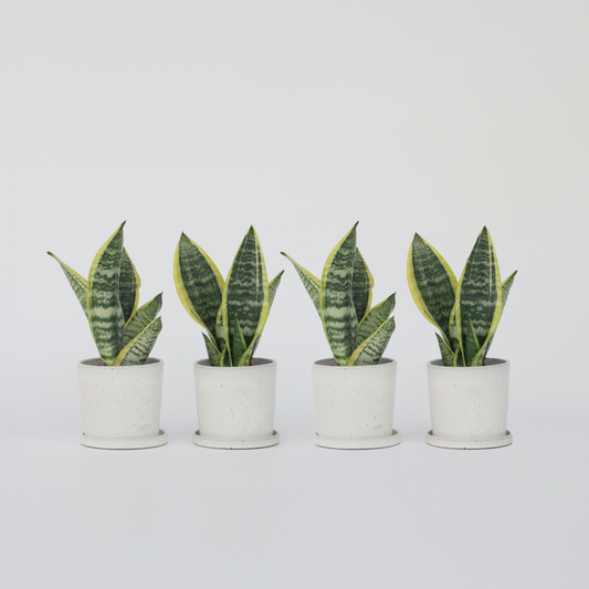 Sansevieria Bogenhanf - 4 Stk - Sansevieria 'Futura Superba' - Höhe 35-40Cm - ⌀12Cm