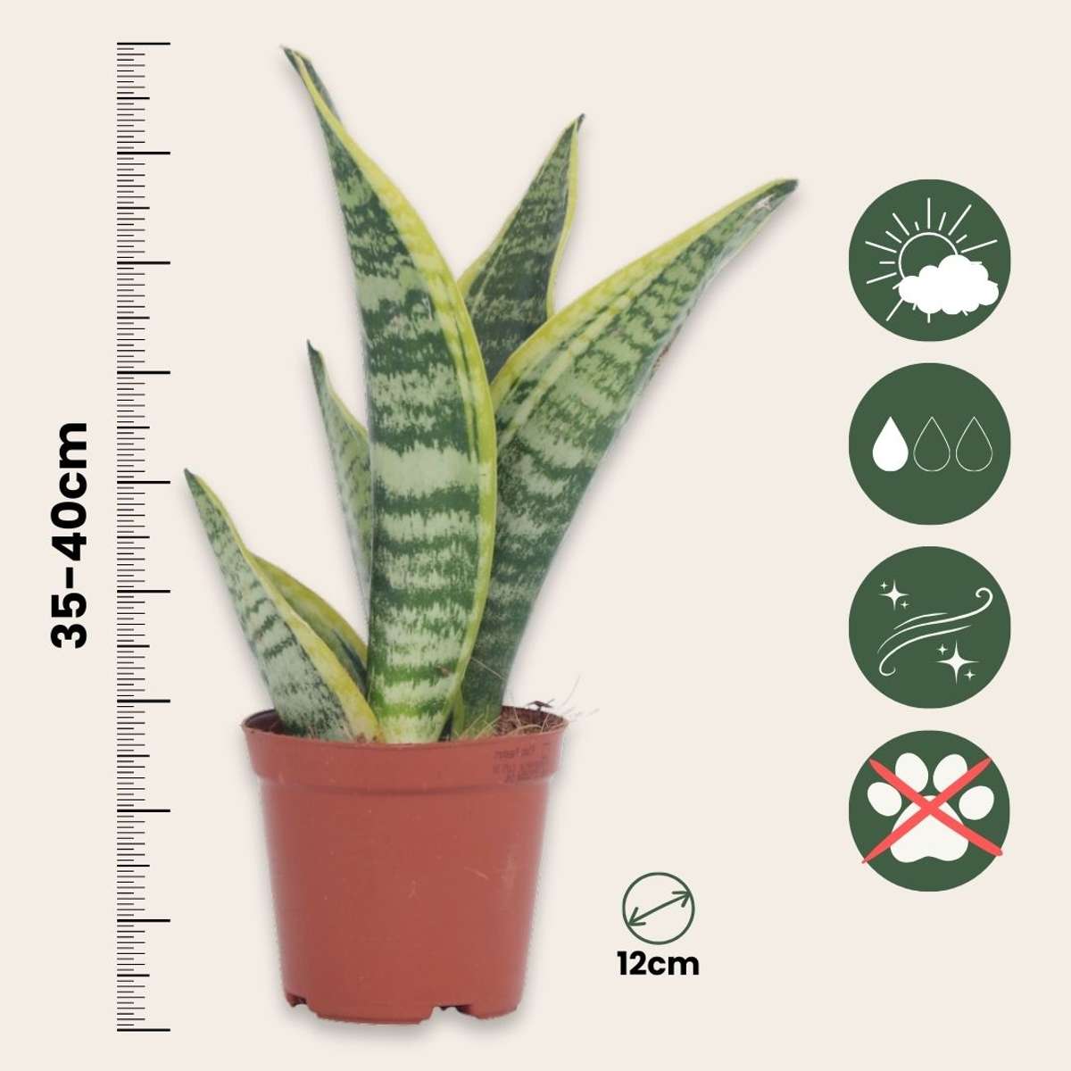 Sansevieria Bogenhanf - 4 Stk - Sansevieria 'Futura Superba' - Höhe 35-40Cm - ⌀12Cm