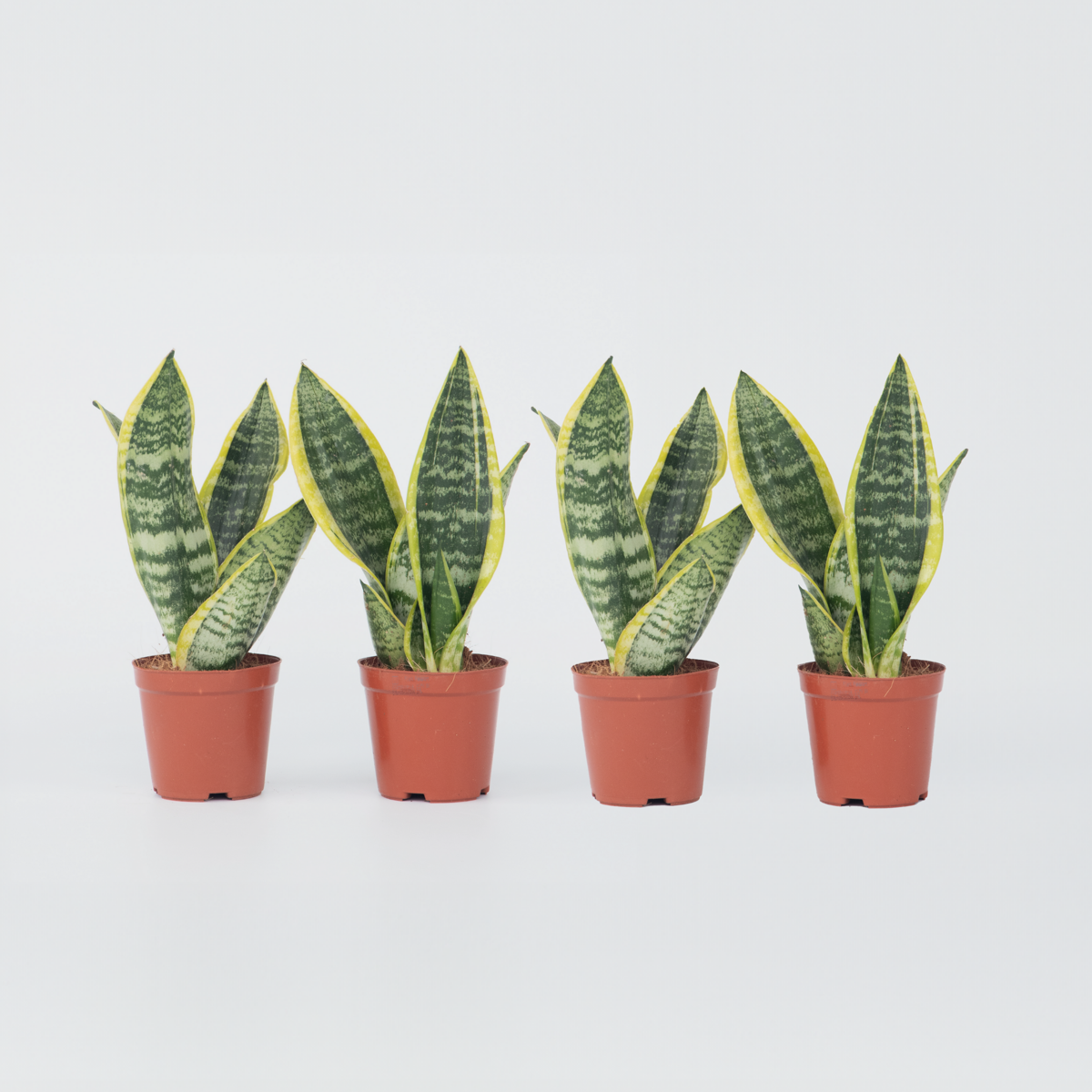 Sansevieria Bogenhanf - 4 Stk - Sansevieria 'Futura Superba' - Höhe 35-40Cm - ⌀12Cm
