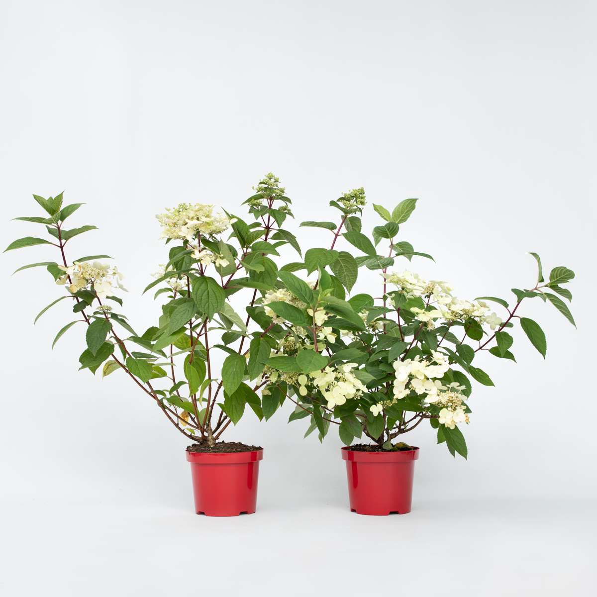 Hydrangea Hortensie - 2 Stk - Hydrangea Paniculata 'Wim's Red' - Höhe 25-40Cm - ⌀19Cm