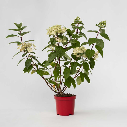 Hydrangea Hortensie - Hydrangea Paniculata 'Wim's Red' - Höhe 25-40Cm - ⌀19Cm