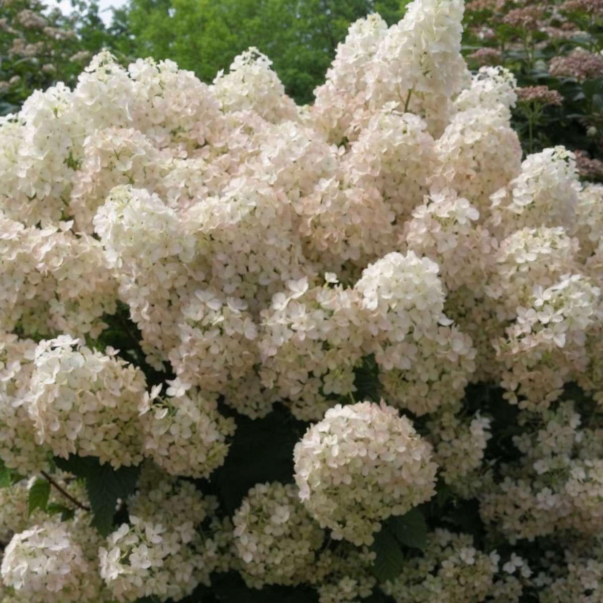 Hydrangea Hortensie - 2 Stk - Hydrangea Paniculata 'Bobo' - Höhe 25-40Cm - ⌀19Cm
