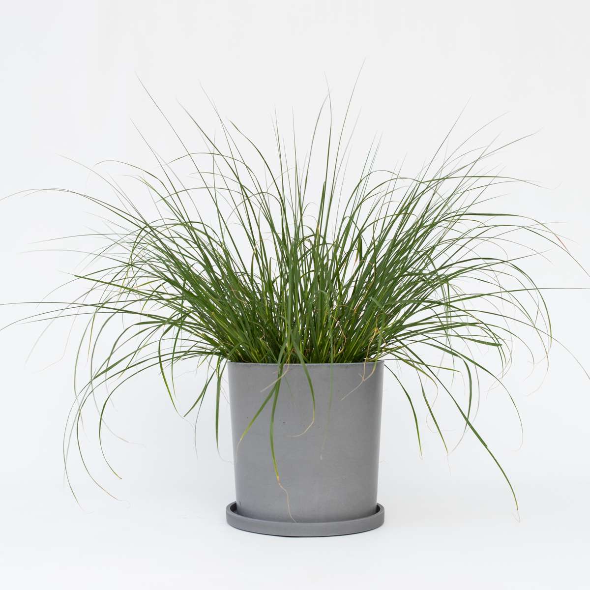 Ornamental Grasses Lampenputzergras - Pennisetum Alopecuroides 'Hameln' - Höhe 20-30Cm - ⌀23Cm