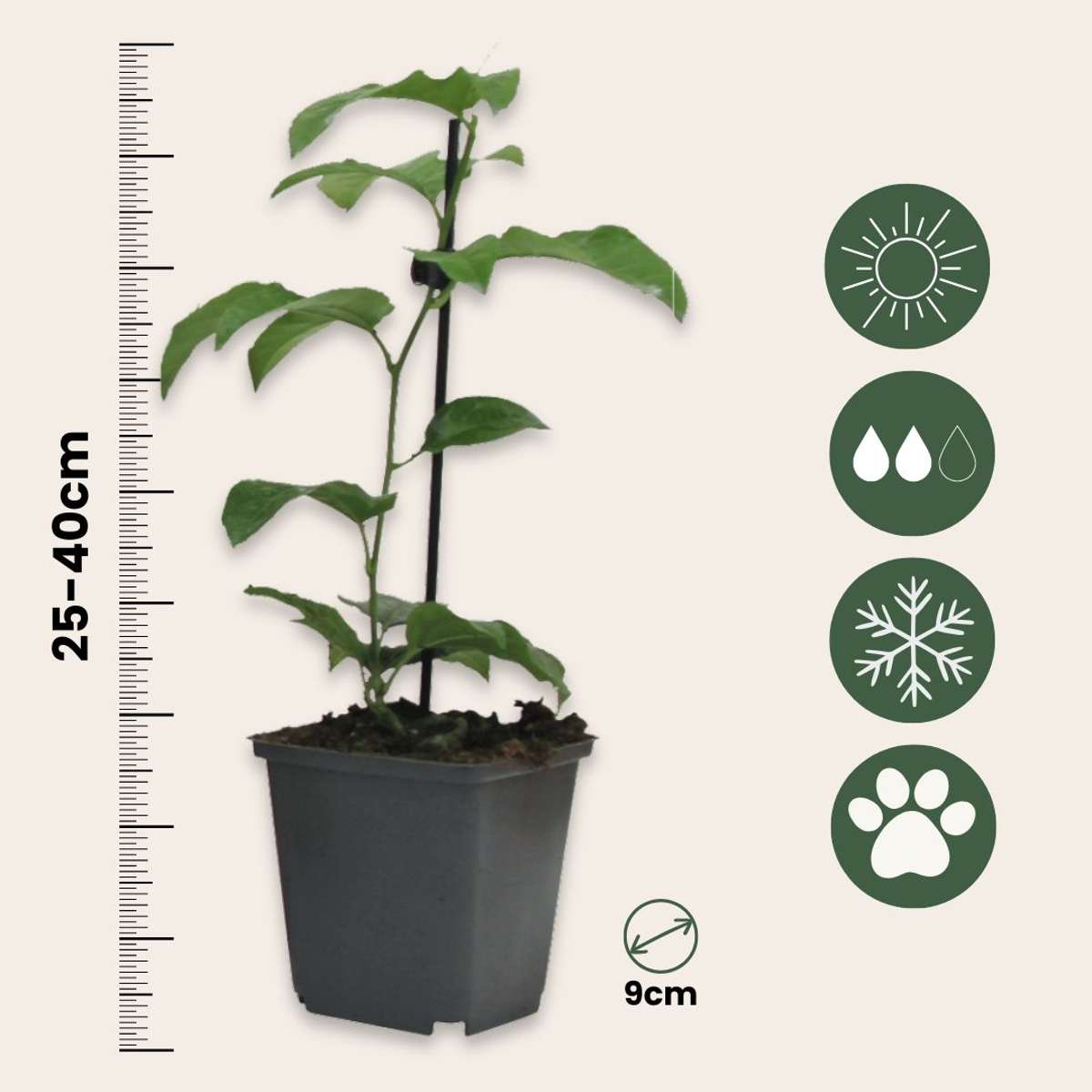 Fruit Trees Passionsblume - 6 Stk - Passiflora Edulis 'Frederick' - Höhe 25-40Cm - ⌀9Cm