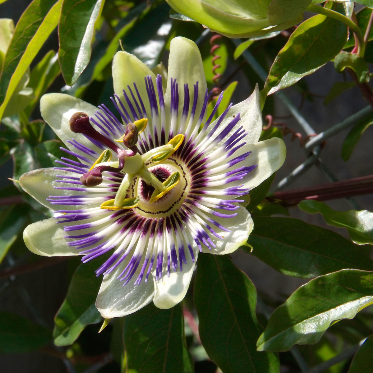 Fruit Trees Passionsblume - 6 Stk - Passiflora Edulis 'Frederick' - Höhe 25-40Cm - ⌀9Cm