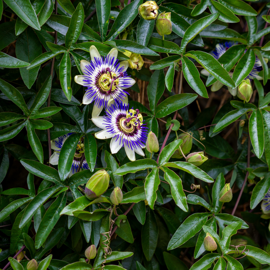 Fruit Trees Passionsblume - 3 Stk - Passiflora Edulis 'Frederick' - Höhe 25-40Cm - ⌀9Cm