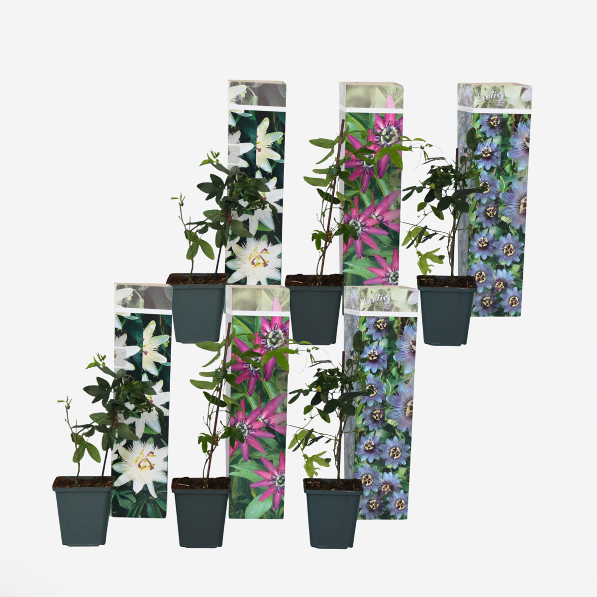 Climbers Passionsblume - 6 Stk - Passiflora Hybridum - Höhe 25-40Cm - ⌀9Cm