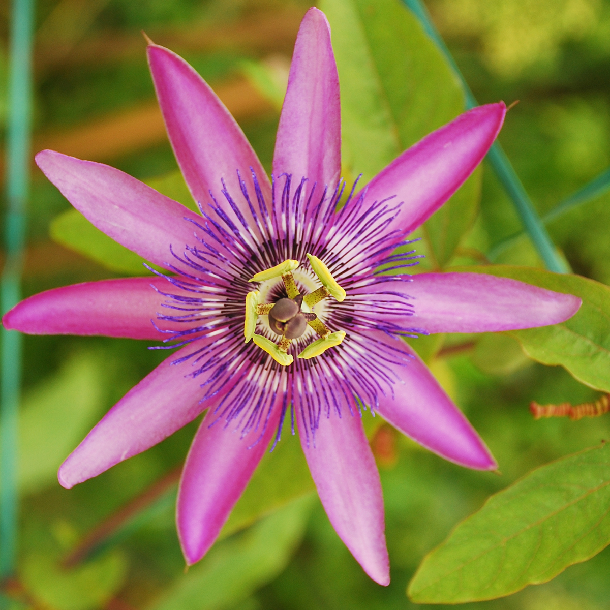 Climbers Passionsblume - 6 Stk - Passiflora Hybridum - Höhe 25-40Cm - ⌀9Cm