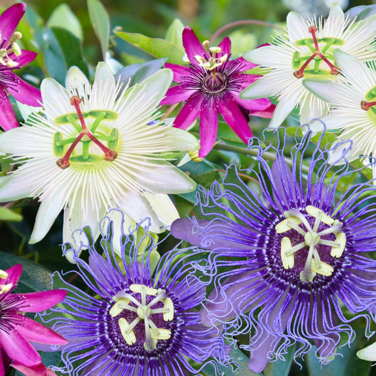 Climbers Passionsblume - 6 Stk - Passiflora Hybridum - Höhe 25-40Cm - ⌀9Cm