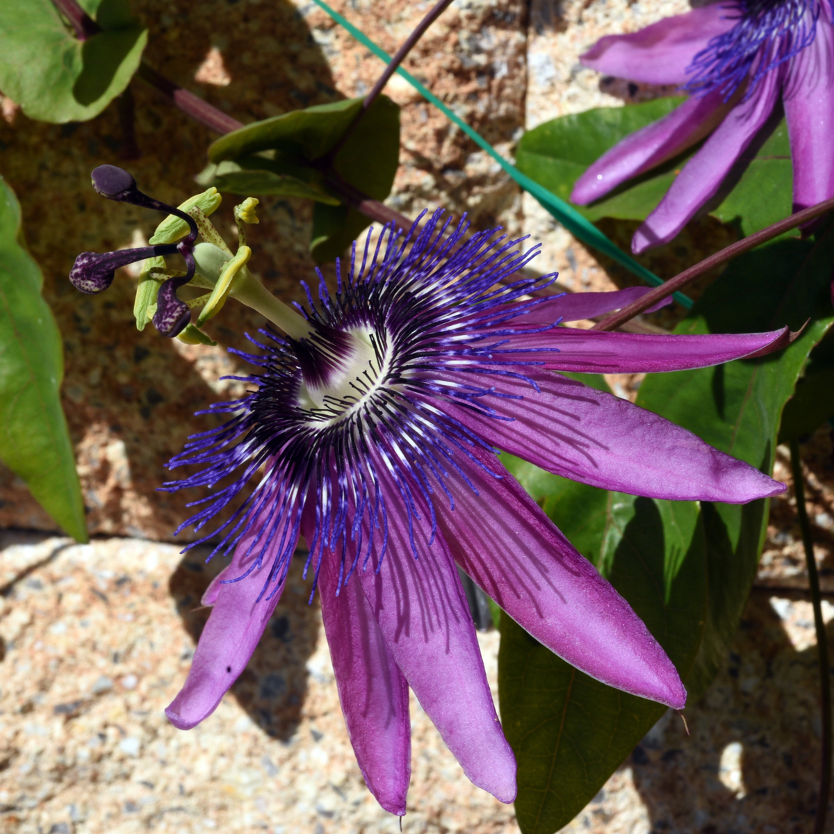 Climbers Passionsblume - 6 Stk - Passiflora Hybridum - Höhe 25-40Cm - ⌀9Cm
