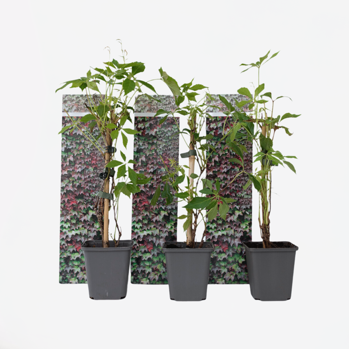 Climbers Wilder Wein - 3 Stk - Parthenocissus Quinquefolia - Höhe 25-40Cm - ⌀9Cm