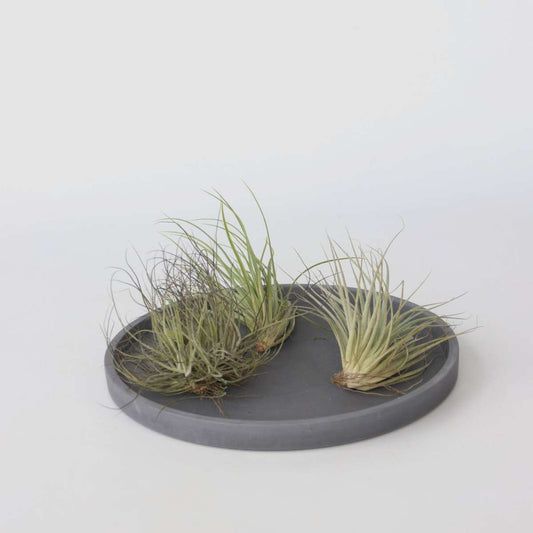 Tillandsia Mischung Tillandsien - 5 Stk - Tillandsia - Höhe 5-15Cm - ⌀5Cm
